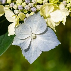 Canvas Print - A blue hydrangea flower in summer, macro
