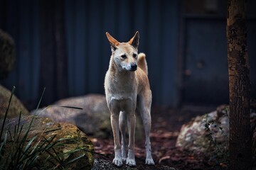 Canvas Print - Selective of a dingo near a house