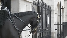 A Black Horse Of The Royal Guards Standing By The Metal Gates.