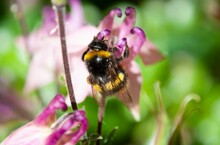 A Bumblebee On A Pink Flower