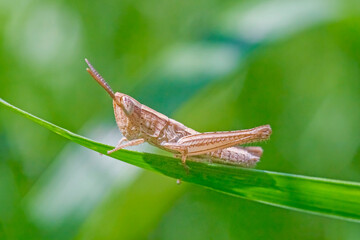 Wall Mural - grasshopper sitting on green blade of grass