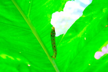 Focus Selected Eye Face Of Green Caterpillar Animal On Leaf Background. Caterpillars Eating Vegetable Leaves With Mouth Under Head.