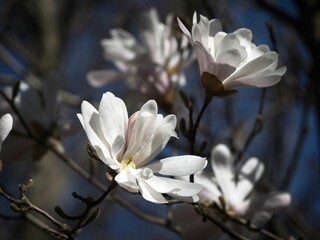 Wall Mural - Closeup of a bloomed star magnolia tree under the sunlight