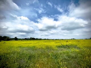 Wall Mural - Panoramic view of a wildflowers field under the picturesque cloudy sky, Encino