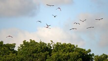 Beautiful Shot Of Scarlet Ibises Flying Over Trees On A Light Blue Sky Background