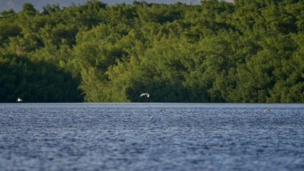 Canvas Print - Beautiful shot of a lake with flying gray herons on the background of a green forest