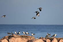 Small Group Of Southern Lapwings, Flying By The Laughing Gulls Perched On The Coastal Rocks.