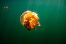 Photo Of An Endemic Golden Jellyfish In Lake On The Island Of Palau.