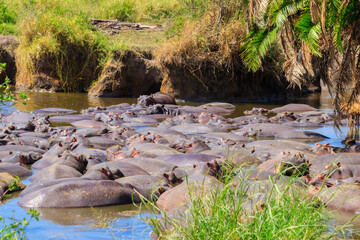 Sticker - Group of hippos (Hippopotamus amphibius) in a river in Serengeti National Park, Tanzania. Wildlife of Africa