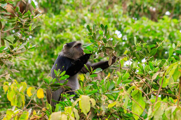 Poster - Blue monkey or diademed monkey (Cercopithecus mitis) on a tree in Lake Manyara National Park in Tanzania