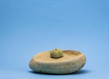 Closeup Shot Of A Green Sea Urchin Shell On A Granite Stone With The Blue Background.
