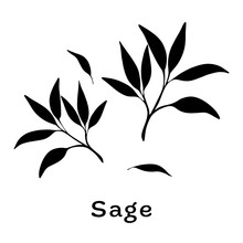 Black Sage Leaves On White Background. Minimalistic Botanical Elements For Cosmetics. Hand-drawn Design Concept.