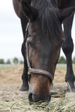 Fototapeta  - Koń jedzący trawę głowa