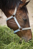 Fototapeta  - Koń jedzący trawę głowa