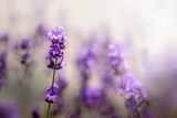 Fototapeta Lawenda - Gałąź lawendowych aromatycznych letnich kwiatów. Lavender. Kwiaty lawendy. Lawendowy prowansalski klimat lata. 