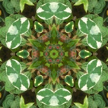 Beautiful Trippy Kaleidoscopic Floral Pattern In Green, Brown And Beige Colors