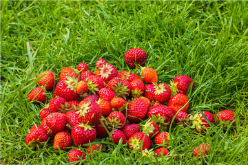 Close up view of picked red strawberry lying on green lawn in garden. Sweden.