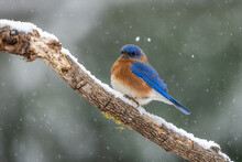 Male Bluebird Perched On Snow Covered Tree Branch