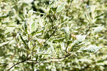 Wall Mural - blossoming twig of cornus alba twig and foliage