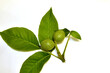 Green walnuts and three leaves.