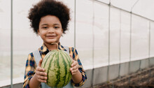 Portrait Of African Little Farmer Agriculture With Afro Hair Standing Smiling And Holding A Watermelon In The Greenhouse.