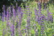 Lupinus, lupin, lupine field with pink purple and blue flowers. Bunch of lupines summer flower background.