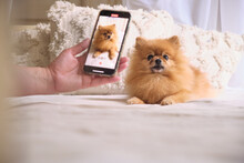 Stock Photo Of Cute Pomeranian Spitz Dog Posing On Smart Phone Camera
