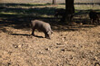 Iberian pig eating acorns under the holm oaks in the Dehesa or countryside. Concept of Iberian ham and nutrition