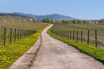 Poster - Weg durch Weinberge, Frühling, Südpfalz