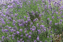 Top View At A Big Lavender Plant With Purple Flowers And A Green Stem Closeup