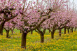 canvas print picture - Blühende Pfirsichbäume (Prunus persica), Südpfalz