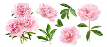 Set Of Pink Peonies Isolated On White. Pink Flowers With Leaves On White Background