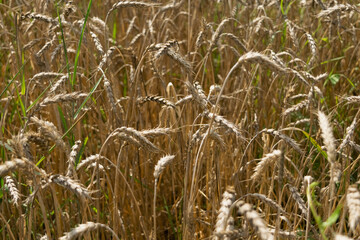 field of wheat