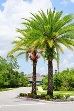 Beautiful Hanging Orange Palm Tree Fruit 
