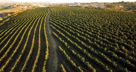 An aerian photo of agriculture