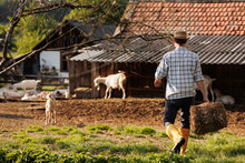 Male Farmer Carries Hay For His Goats. Young Rancherman Feeding Cute Pets. Farm Livestock Farming For The Industrial Production Of Goat Milk Dairy Products. Agriculture Business And Cattle Farming.