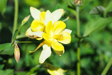 Yellow Columbine Flowers In Full Bloom In The Garden. Aquilegia Vulgaris Yellow Star