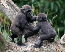 Two Baby Western Lowland Gorillas Playing