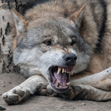 Grey Wolf (Canis Lupus) Snarling And Showing Teeth
