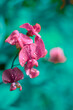 Groszek pachnący z bliska w kroplach wody, kwiaty w ogrodzie, polski ogród