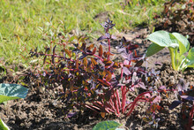 Sedum (Hylotelephium) Plant With Purple Leaves In Summer Garden