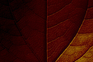 Wall Mural - dark red natural background. jasmine leaf close-up with clear texture and shadows.