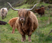 Brown Haired Longhorn Highland Cow, Also Called Highland Coo, Photographed Roaming On Grassy Hills On The Isle Of Skye, Scotland UK.