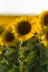 Wall Mural - Campo de girasoles maduros y muy amarillos con cielo azul despejado al atardecer