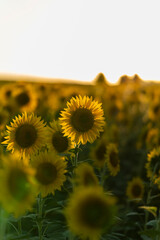 Wall Mural - Campo de girasoles maduros y muy amarillos con cielo azul despejado al atardecer