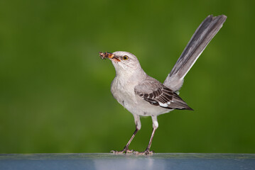 Wall Mural - a norther mockingbird carrying a bumper bee for its baby on the top of a bbq grill in the backyard