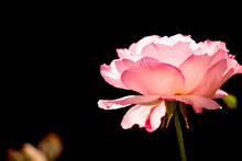 Delicate Pink Rose In The Garden On A Dark Background.