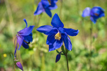 Blue Aquilegia Flowers In A Meadow In The Mountains