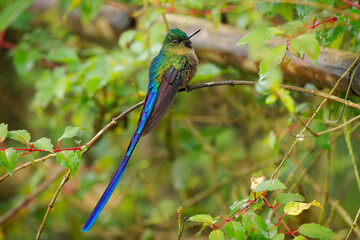 Wall Mural - violet-tailed sylph - aglaiocercus coelestis hummingbird in coquettes, tribe lesbiini of lesbiinae, 