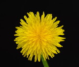 Fototapeta Dmuchawce - Macro of a large yellow dandelion close-up with a blooming flower Bud. Bright and beautiful Bud of a young dandelion. Spring flowering of wild flowers. The beautiful grass. Petals close-up. 